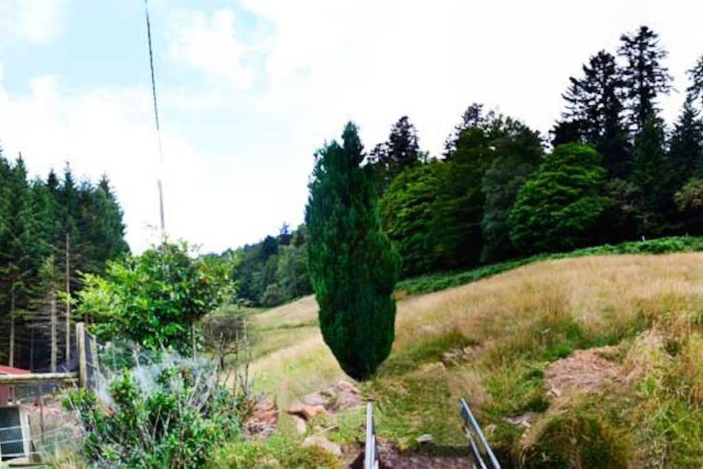 Gite Gretel De La Ferme Du Schneeberg Wangenbourg-Engenthal ภายนอก รูปภาพ